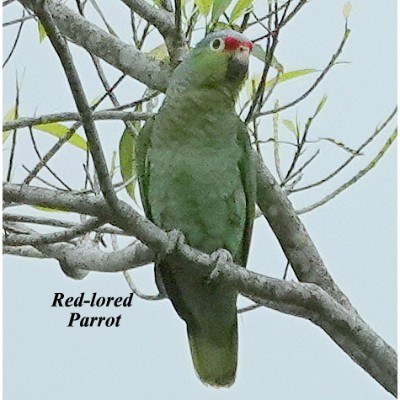 Red-lored Parrot